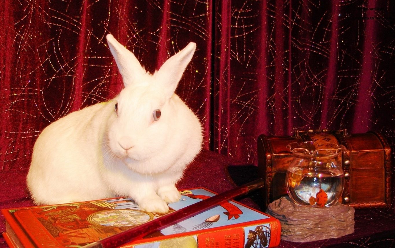 Le Beau Lapin blanc ! Le Tour de Magie préféré des enfants dans ce spectacle jeune public pour centres de loisirs à 91220 Brétigny-sur-Orge Le Beau Lapin blanc ! Le Tour de Magie préféré des enfants dans ce spectacle jeune public pour centres de loisirs à 91220 Brétigny-sur-Orge